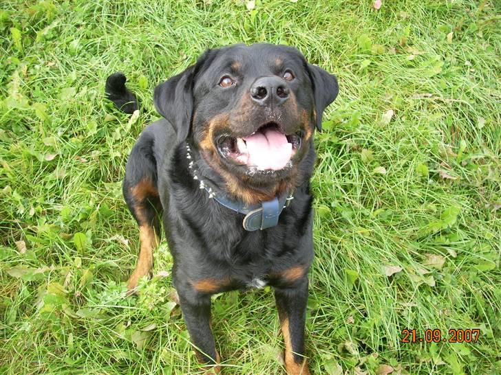 Rottweiler Shakur Kongen *Rip* - Moar siger mine øjne er dejlig og varme  billede 11