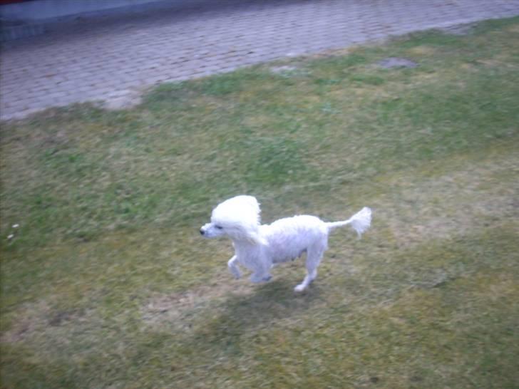 Toypuddel Smilla - Ful fart igen xD billede 6