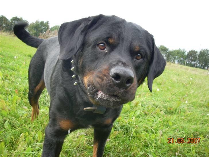 Rottweiler Shakur Kongen *Rip* - er det tæt nok moar ? :P billede 12