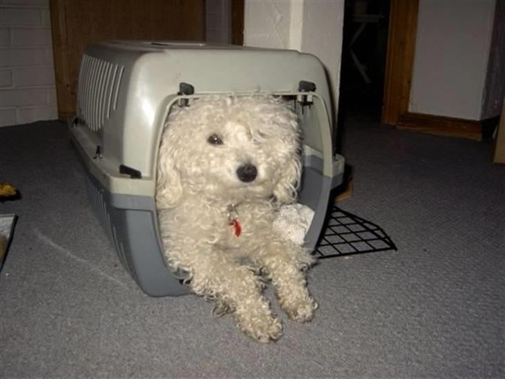 Toypuddel Smilla - i kassen billede 7