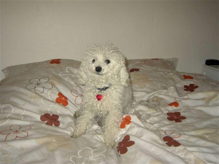 Toypuddel Smilla - :D billede 8