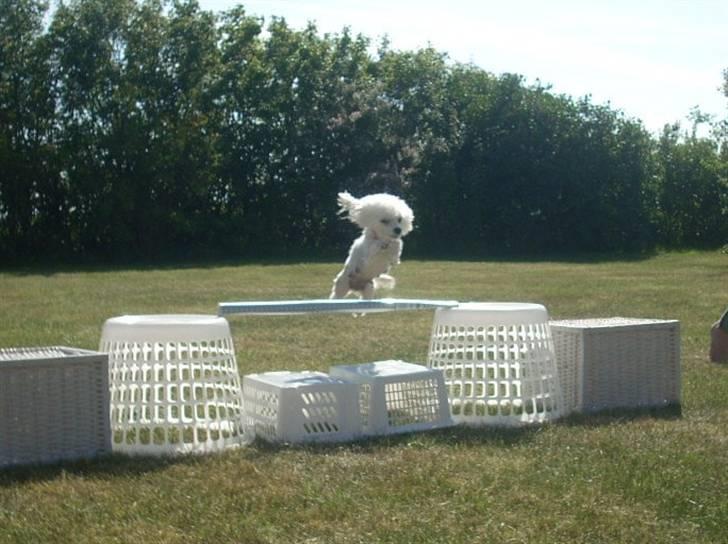 Toypuddel Smilla - lille spring billede 9