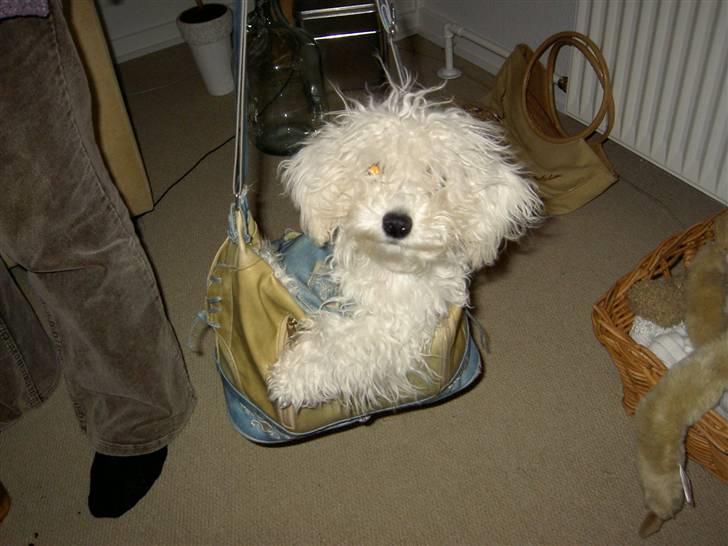 Toypuddel Smilla - Da hun var en del yngre, som sikkert kan ses på pelsen :p billede 10