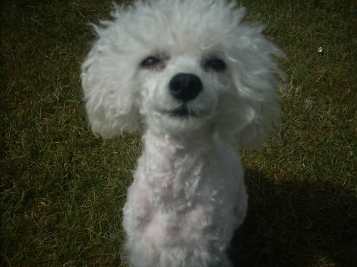 Toypuddel Smilla billede 11