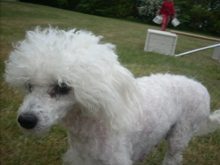 Toypuddel Smilla billede 13