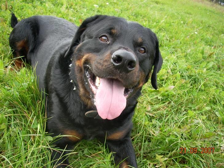 Rottweiler Shakur Kongen *Rip* - Skønne mig *S* billede 13