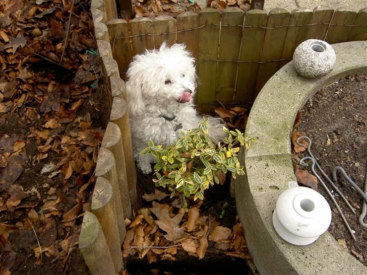 Toypuddel Smilla - så smuk som hun jo er :D billede 14