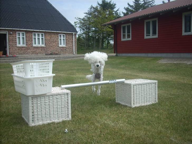 Toypuddel Smilla - lille hop billede 15