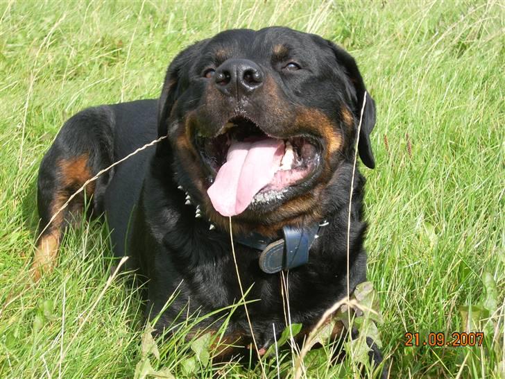 Rottweiler Shakur Kongen *Rip* - Nyder lige livet på mine gamle dage billede 14