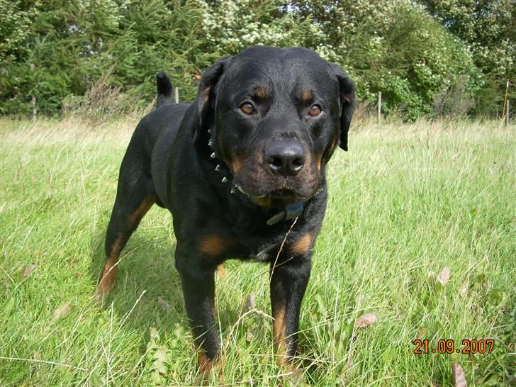 Rottweiler Shakur Kongen *Rip* - Kan også se meget trist ud :( billede 15