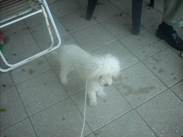 Toypuddel Smilla billede 17