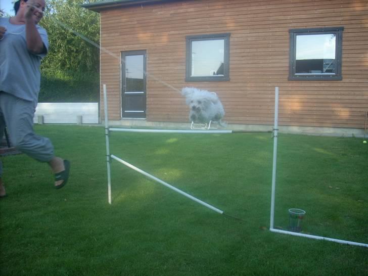 Toypuddel Smilla - Spring i snor billede 18