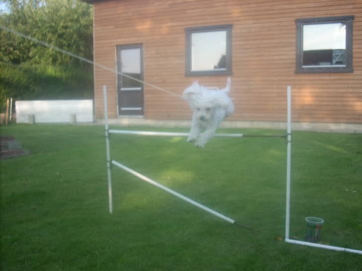 Toypuddel Smilla - spring i snor billede 19