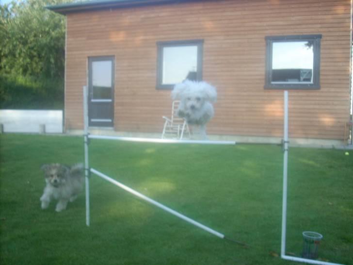 Toypuddel Smilla - Spring uden snor, hun springer skam villigt :D billede 20