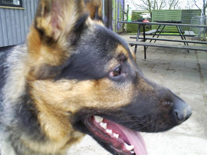 Schæferhund Tristan - Tristan  klar til træning billede 1