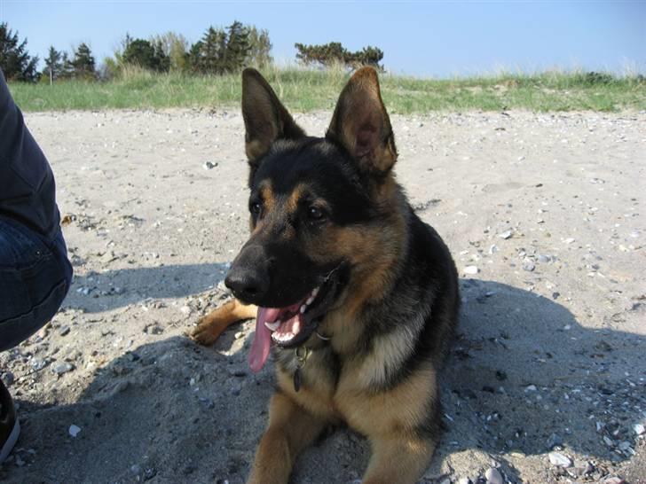 Schæferhund Tristan - En tur på stranden, og en lille slapper :) billede 2