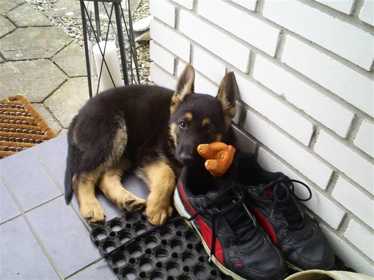 Schæferhund Tristan - Som lille brænder man meget krudt af og blir hurtig lidt træt billede 3