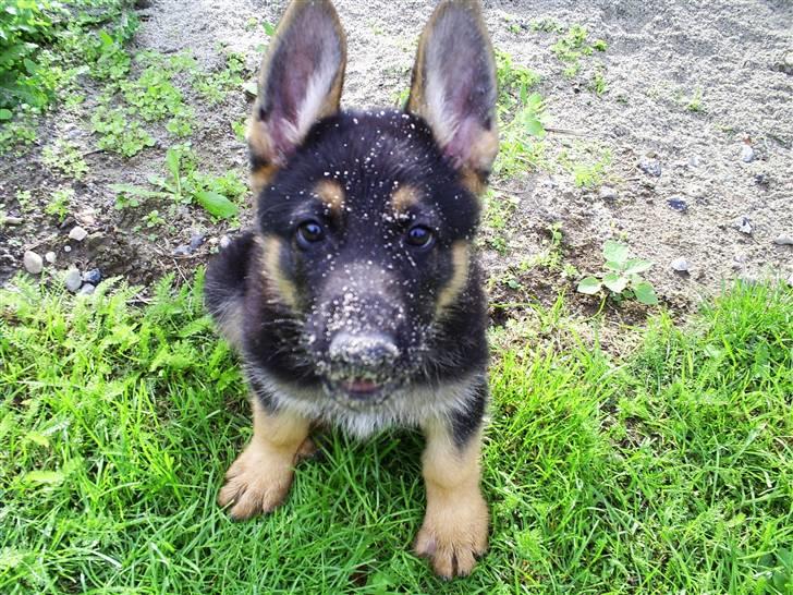 Schæferhund Tristan - Dette er så Tristan der har gravet i 30m2 terrassegrus billede 4