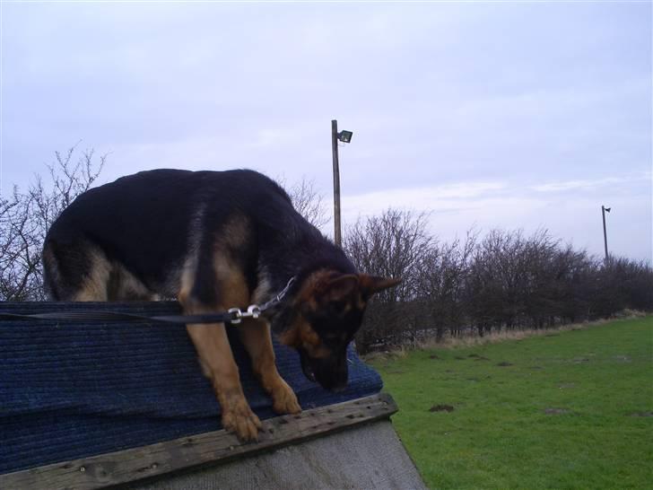 Schæferhund Tristan - Første møde med de "farlige" højder på træningspladsen billede 5