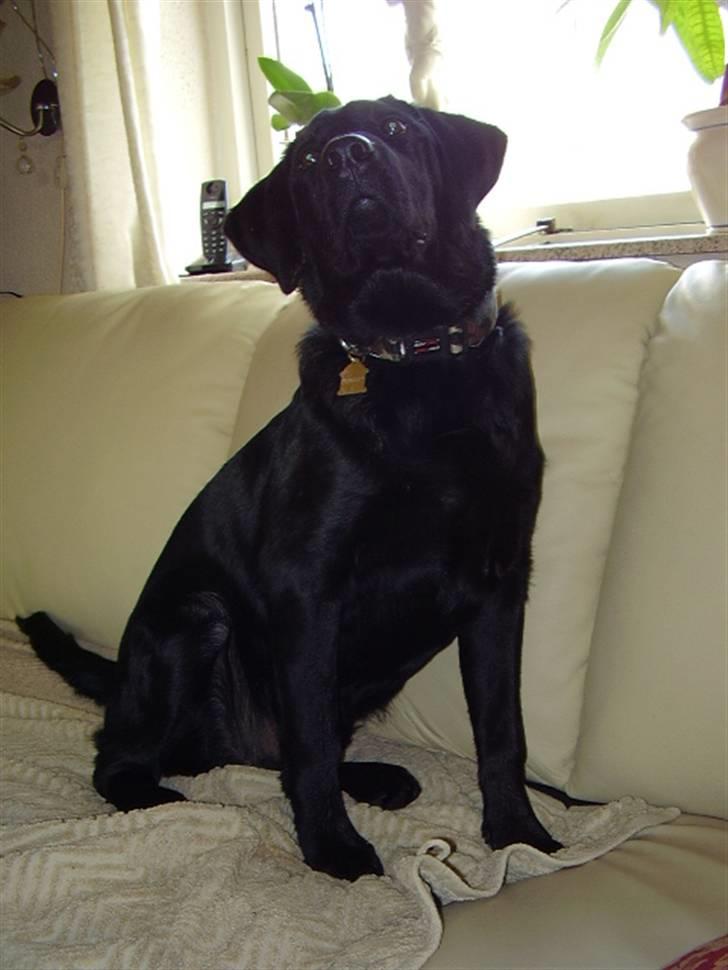 Labrador retriever Boss - Model:o) billede 1