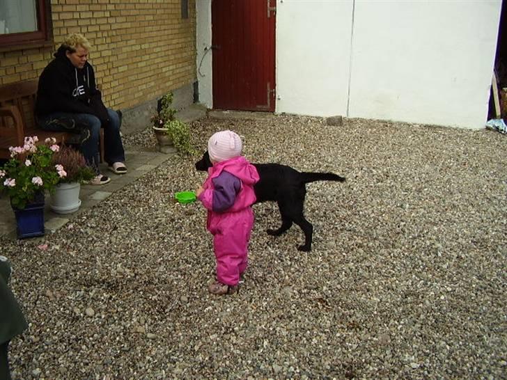 Labrador retriever Boss - Kom nu Cecilie, LEG med mig.. billede 2