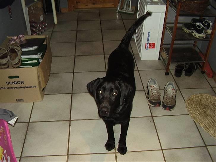 Labrador retriever Boss - Er han ikke bare skøn altså:o) billede 3