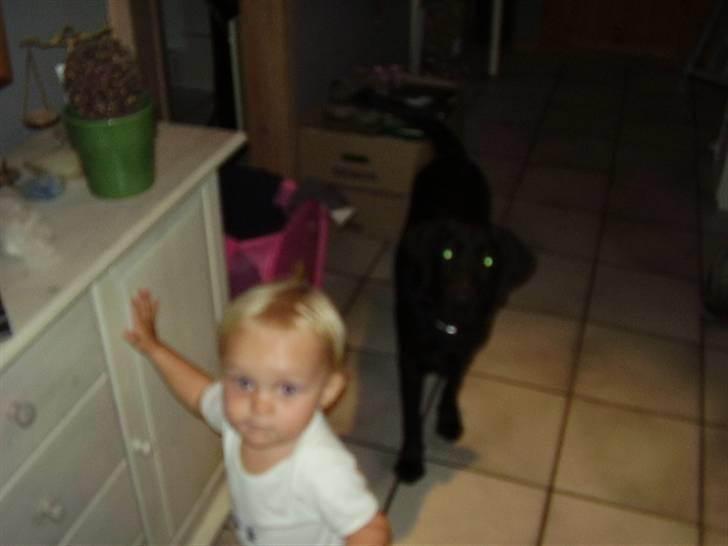 Labrador retriever Boss - OS???? NEJ vi laver ikke noget!! :o) billede 4