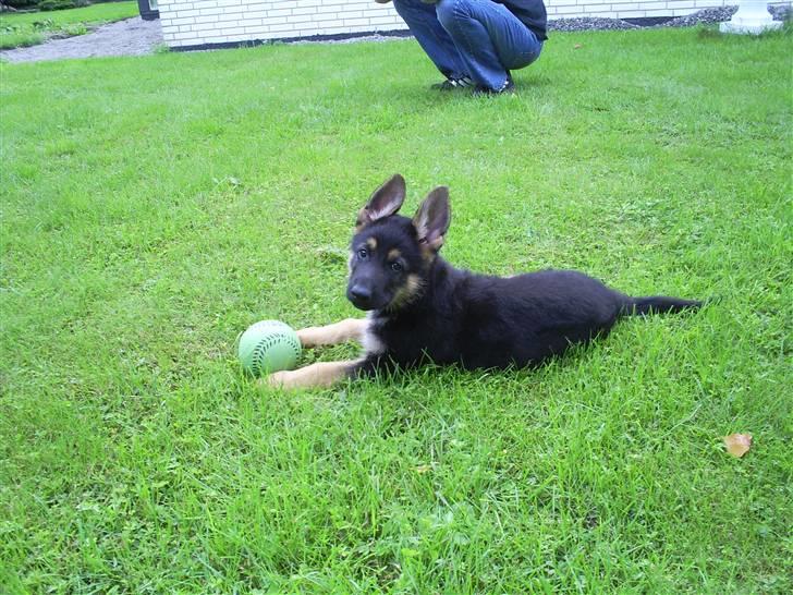 Schæferhund Tristan - 8 uger gammel og mødet med den store have billede 6