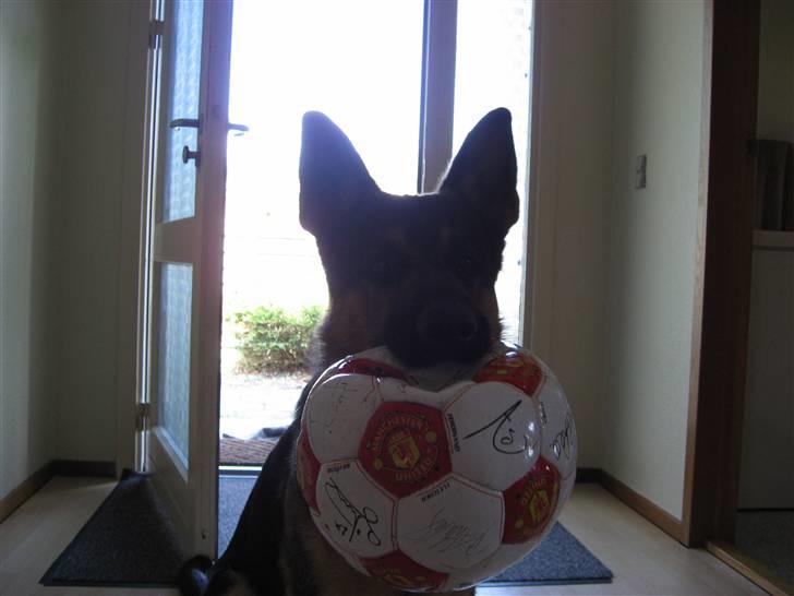 Schæferhund Tristan - Klar til landsholdet :) billede 7