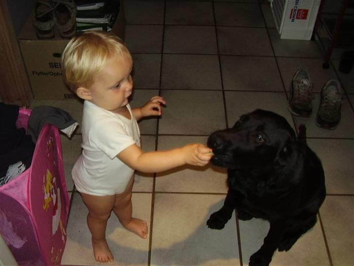 Labrador retriever Boss - Her Boss her er en hundekiks billede 5