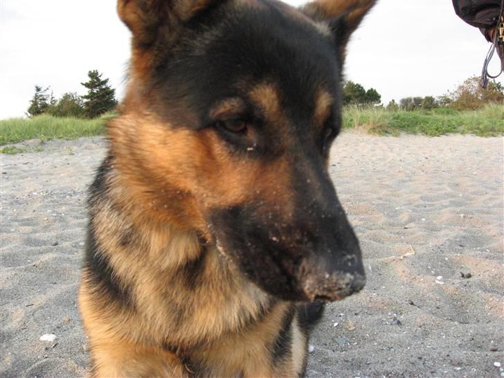 Schæferhund Tristan - Tristan på stranden igen billede 8