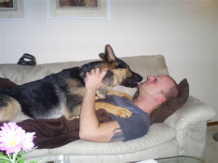 Schæferhund Tristan - En stor Patteunge :) billede 9