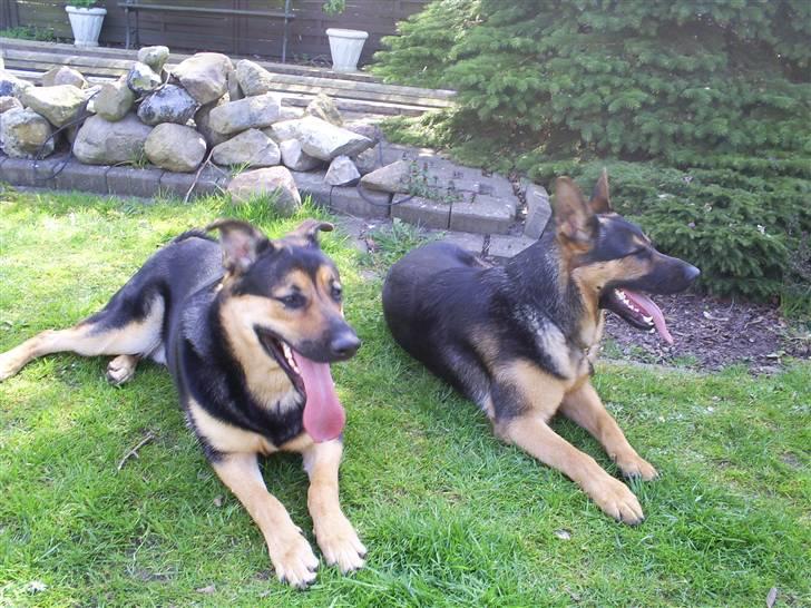 Schæferhund Tristan - Tristan´s ALLER bedste ven og legekammerat Marti som er halv schæfer og halv rottweiler billede 10