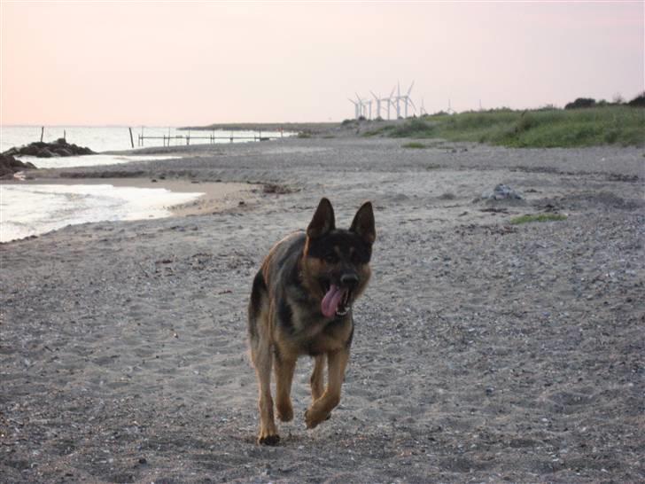 Schæferhund Tristan billede 11