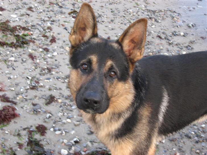 Schæferhund Tristan billede 12