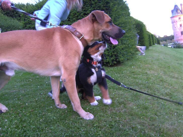 Blanding af racer Cato Bønnelykke  - hans sande jeg, elsker Og beskytter (desværre lidt overdrevet) hvalpe og børn :0) billede 12