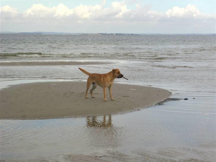 Blanding af racer Cato Bønnelykke  billede 13
