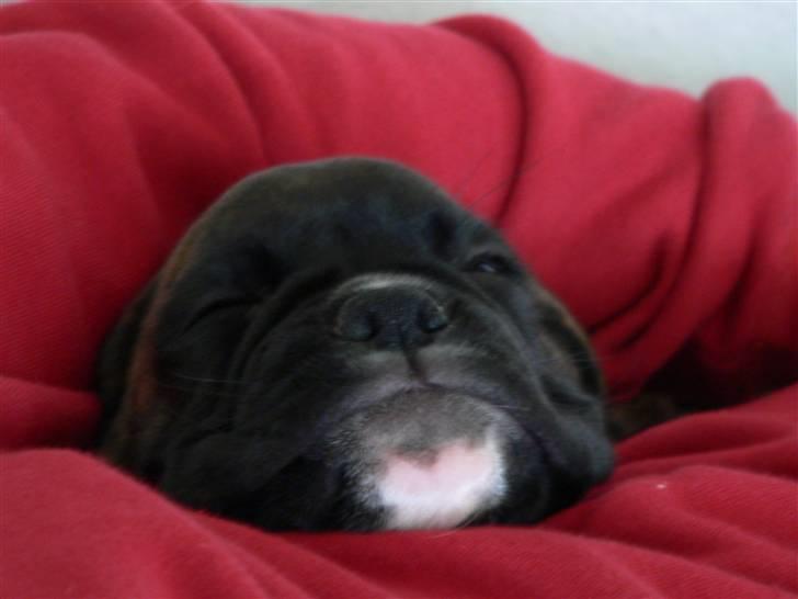 Boxer Hooch billede 10