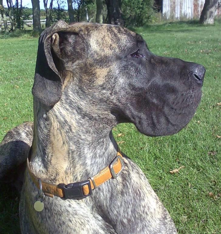 Grand danois Buddah *RIP* billede 1