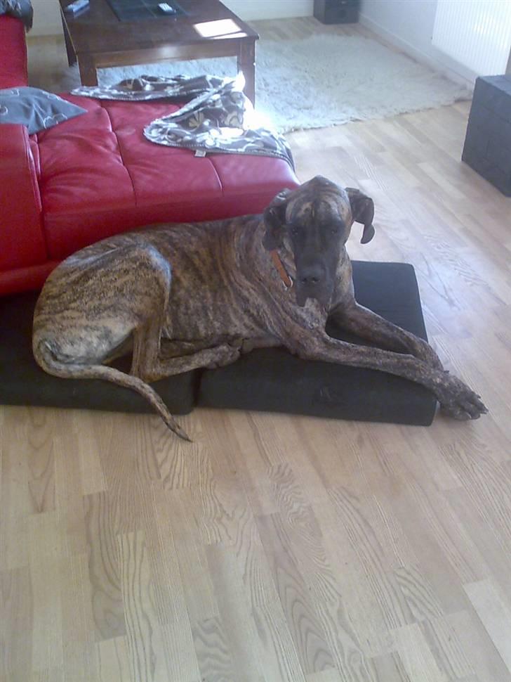 Grand danois Buddah *RIP* billede 2