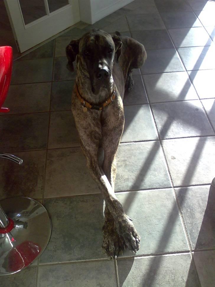 Grand danois Buddah *RIP* billede 3