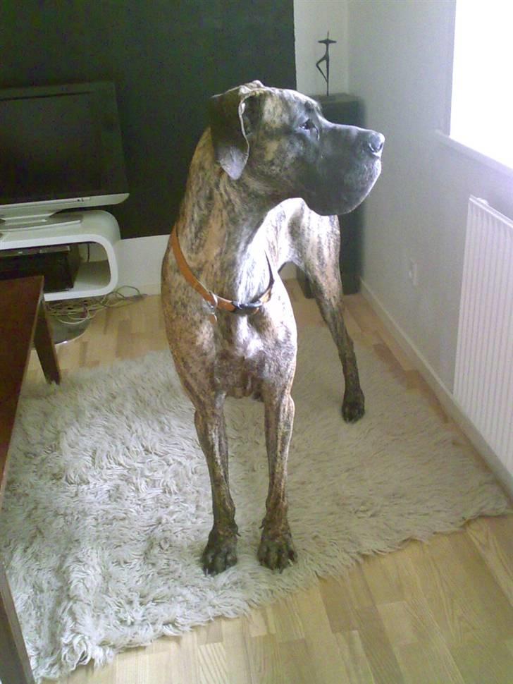 Grand danois Buddah *RIP* billede 4