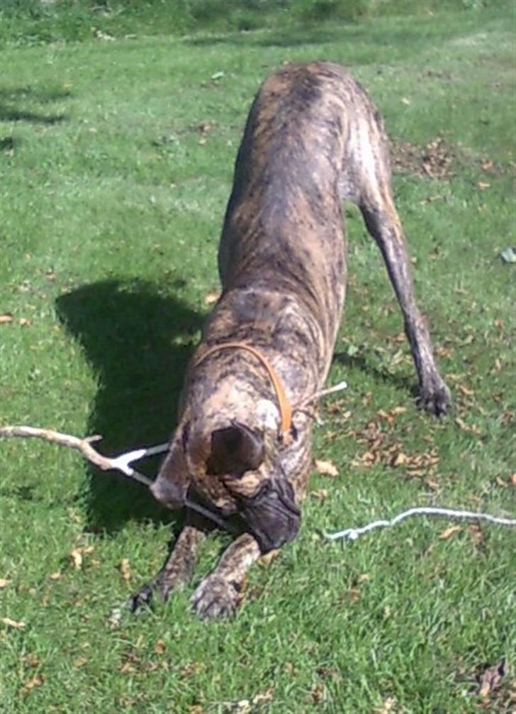 Grand danois Buddah *RIP* billede 5