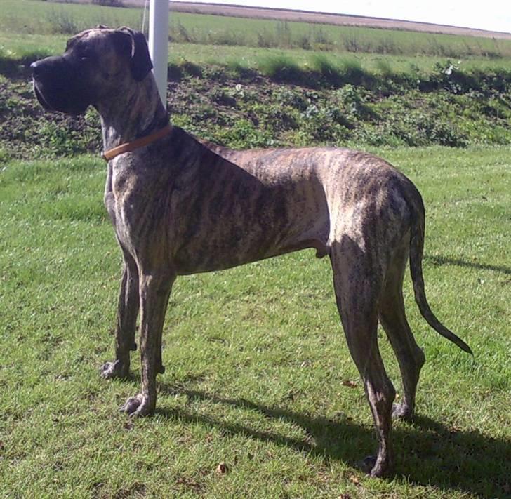 Grand danois Buddah *RIP* billede 6