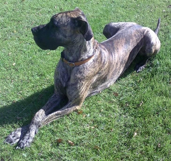 Grand danois Buddah *RIP* billede 7