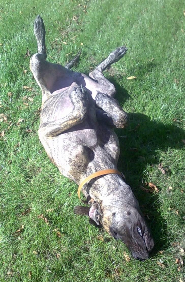 Grand danois Buddah *RIP* billede 8