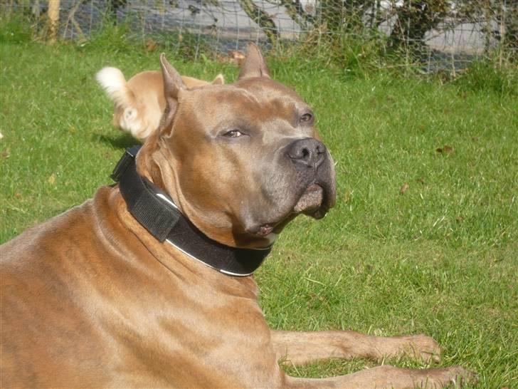 Amerikansk staffordshire terrier Gold Bonzo Malcom RIP billede 11