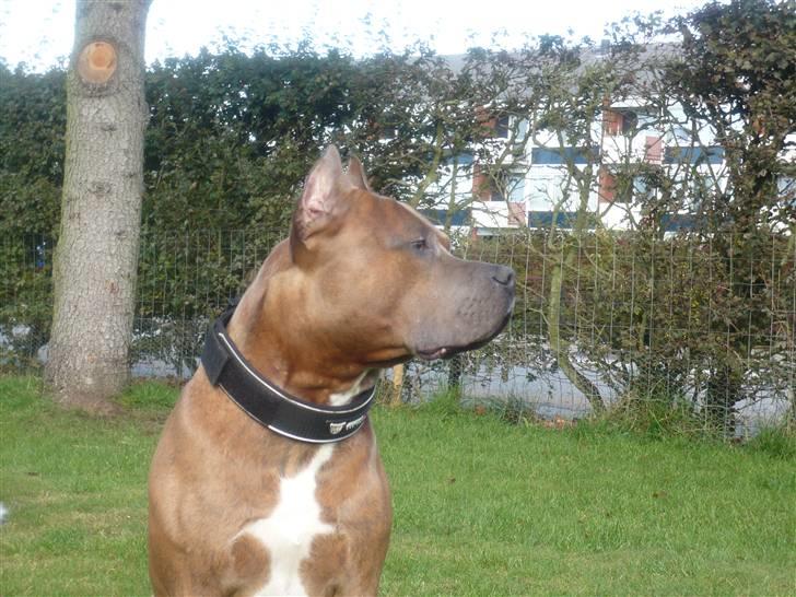 Amerikansk staffordshire terrier Gold Bonzo Malcom RIP billede 13