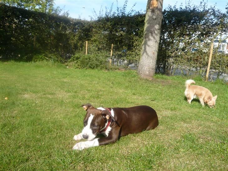 Amerikansk staffordshire terrier Versatus Chanel billede 8