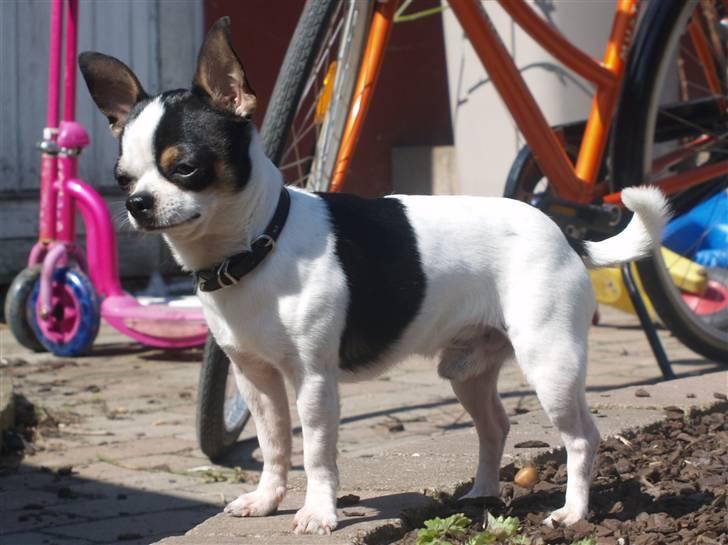 Chihuahua Gucci - smukke gucci billede 1